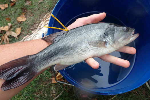 Suivis par marquage des carnassiers